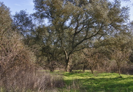 Oak trees near the American River